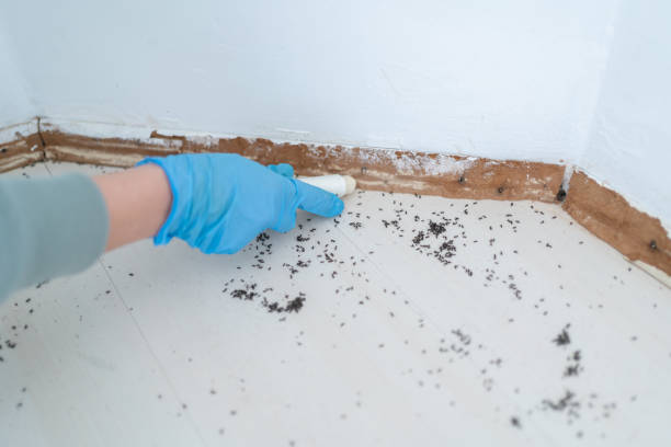 Best Pest Removal Services  in Manning, IA